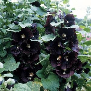 Black Hollyhock SEEDS cottage garden cut flowers bouquet  Florist Urban Food forest/garden