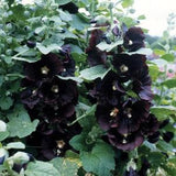 Black Hollyhock SEEDS cottage garden cut flowers bouquet  Florist Urban Food forest/garden