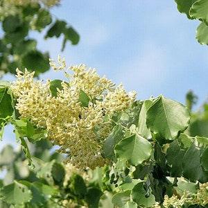 Dalbergia latifolia 50 Seeds, black rosewood, blackwood, Bombay black wood tree
