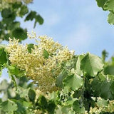 Dalbergia latifolia 50 Seeds, black rosewood, blackwood, Bombay black wood tree