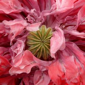 Striped POPPY FLEMISH ANTIQUE Papaver Paeoniflorum Red White Streaked Lines 30 Seeds