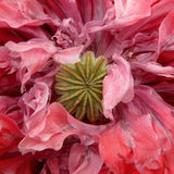 Striped POPPY FLEMISH ANTIQUE Papaver Paeoniflorum Red White Streaked Lines 30 Seeds