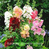Dwarf Hollyhock  - MAJORETTE DOUBLE MIX  200 seeds - Althaea rosea - Perennial