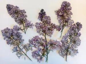 Pressed Real Dried Lilac flowers 5/10pc Real Purple flowers resin tiny for epoxy