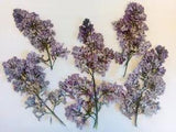 Pressed Real Dried Lilac flowers 5/10pc Real Purple flowers resin tiny for epoxy