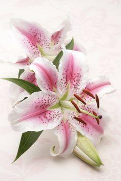 The perfect flower Flower Delivery