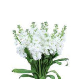 Stock White - 20 Flower Delivery
