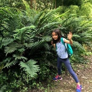 CHILEAN HARD FERN Blechnum Chilense Cordatum Parablechnum 10 Seeds Spores