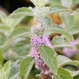 WILD MINT Mentha Arvensis Hardy Perennial, 20 seeds