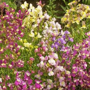 Northern Lights Spurred Snapdragon Flower Seeds - Open-Pollinated for Seed Saving - Non-Hybrid & Non-GMO - Heirloom Canada Flower Seeds