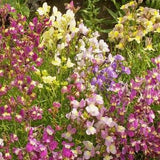 Northern Lights Spurred Snapdragon Flower Seeds - Open-Pollinated for Seed Saving - Non-Hybrid & Non-GMO - Heirloom Canada Flower Seeds
