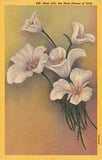 Postcard Sego Lily Utah State Flower