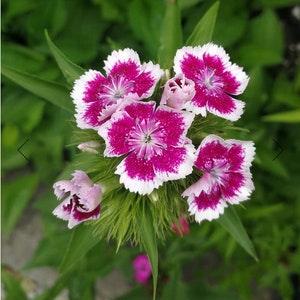 BULK | Giant SWEET WILLIAM Daisy seeds | 5 grams | 4500 seeds | Pink, Rose, Red Flowers | High Germination | Fresh Seed