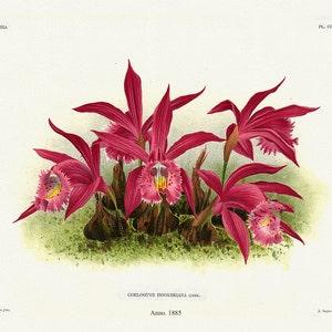 Orchid No. 363, 1885, Linden auth., botanical print (giclee) on canvas, 50x70cm. or 20x25" approx.