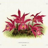 Orchid No. 363, 1885, Linden auth., botanical print (giclee) on canvas, 50x70cm. or 20x25" approx.