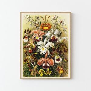 Orchids Vintage Illustration Fine Art Print | Home Decor