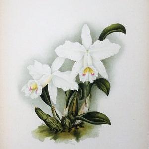 Antique Botanical Print ORCHID LAELIA PRAESTANS Alba Linden Original Large  c1885
