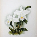 Antique Botanical Print ORCHID LAELIA PRAESTANS Alba Linden Original Large  c1885