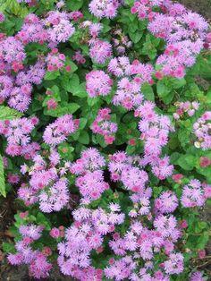 The 10 Best Annual Flowers for Cutting to Create Beautiful Bouquets Flower Delivery