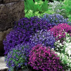 False Rockcress Large Flowered Aubrieta Flowers Blend 0.3g / 200 Seeds - Aubrieta Hybrida GMO FREE