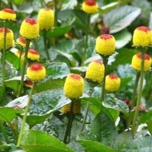 50+ Toothache Plant Seeds-ACMELLA OLERACEA-Highly Medicinal-Paracress-Tingflowers-Electric daisy- -G055
