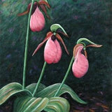 Pink Lady Slippers Art Print - Botanical Art Print - Maine Slipper Orchid Art - Nature Painting - Pink Orchid Art - Maine Garden Art -