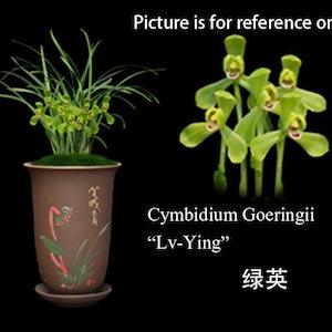 Cymbidium Goeringii "Lv Ying??? ??? 3grs