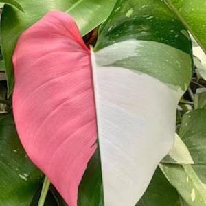 Philodendron Pink Princess Tricolor Rooted Nodes Cuttings For Indoor Outdoor Planting