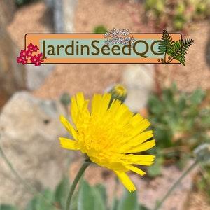 Hairy hawkweed Hieracium villosum (30 graines) Good germination!