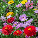 100 Seeds Cosmic Zen Seed Mix / Zinnia Elegans / Cut Flower / Cosmos Bipinnatus / English Garden / Wildflowers / Cottage Flowers