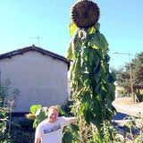 MAMMOTH SUNFLOWER KONG Russian 16 Feet Tall!!! Helianthus Giant Huge Seeds
