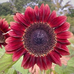 Deep red Sunflower seeds for planting - PROCUT RED