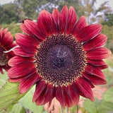 Deep red Sunflower seeds for planting - PROCUT RED