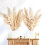 Tall Pampas Grass Boho Decor Natural Home Decor Phragmites Dried Flowers