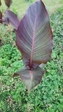 Canna Lily Mature Plant Rhizome Black Knight Red Flower