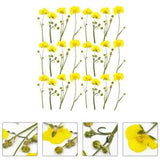 24 Pcs Buttercup with Branches Dry Pressed Flowers Leafs Natural