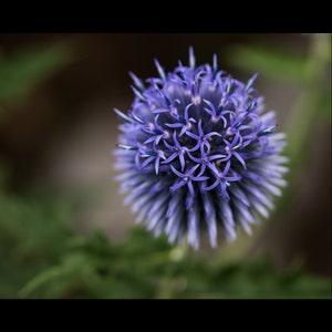 Globe Thistle Seeds, Perennial Seeds
