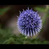 Globe Thistle Seeds, Perennial Seeds