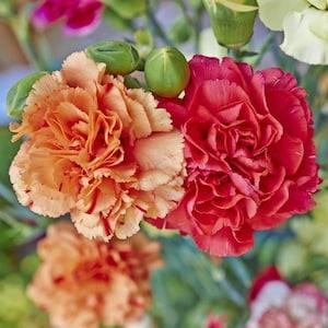 Scented Carnation Clove Pink Chabaud Flowers Blend 0.5g - 100 Seeds - Dianthus Caryophyllus Chabaud NON GMO