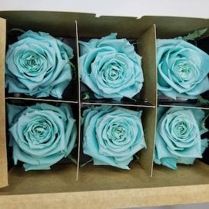Pack of 6 LARGE Ecuadorian Preserved Rose Heads, Forever Roses,  Real Long-lasting Roses for DIY Rose Boxes, Bouquets, Flower Arrangements