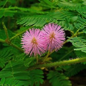 Exotic Sensitive Plant 30 Seeds