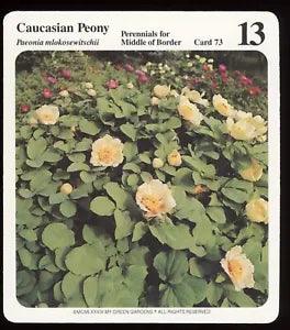 Caucasian Peony  My Green Gardens Guide Card Middle Of Border Perennials Flowers