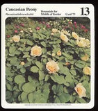 Caucasian Peony  My Green Gardens Guide Card Middle Of Border Perennials Flowers