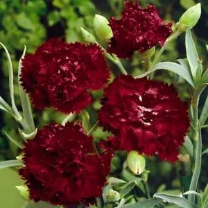 KING OF BLACKS CARNATION FLOWER SEEDS / PERENNIAL 20 count