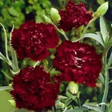 KING OF BLACKS CARNATION FLOWER SEEDS / PERENNIAL 20 count