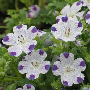 100 NEMOPHILA MACULATA Five Spot Flower Seeds. GMO Free. Untreated.