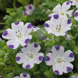 100 NEMOPHILA MACULATA Five Spot Flower Seeds. GMO Free. Untreated.