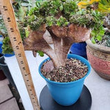 Crested Anoenium Halloween -Will Receive The Actual Live Plants And Will Receive Free Pot Of Ephyllium Orchids Cactus/Calculate Shipping Cos