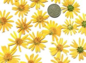 10pcs Yellow Small Dried Preserved Flowers for Diy Soap Card Candle Making