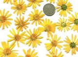 10pcs Yellow Small Dried Preserved Flowers for Diy Soap Card Candle Making
